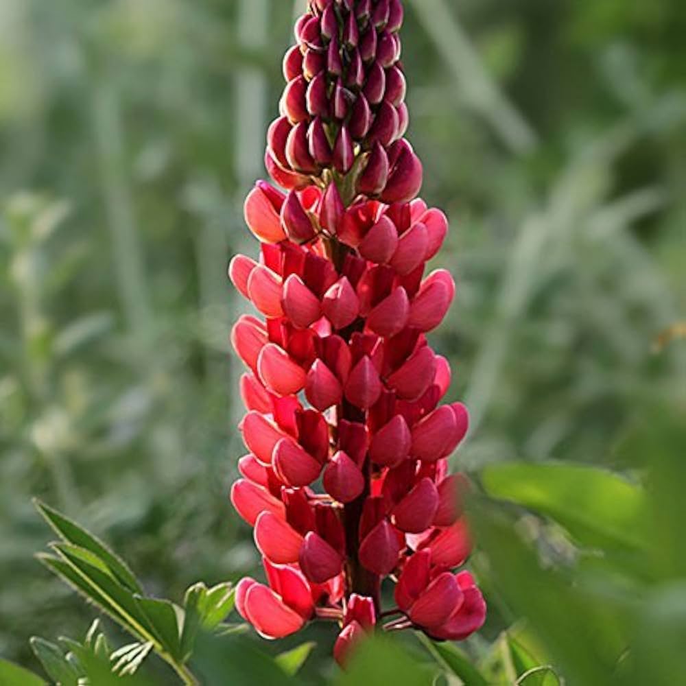 Maroon Lupine Flower seeds for Planting - Wildflower Mix, Heirloom & GMO Free Seeds for Home Garden