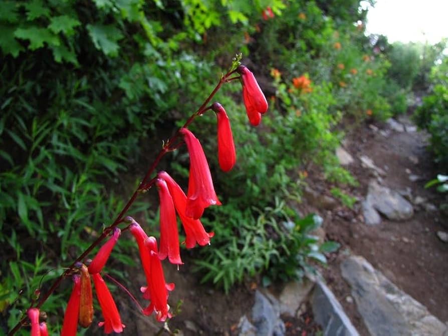 Eatons Penstemon Seeds for Planting - Perfect for Wildflower Garden & Flower Bed