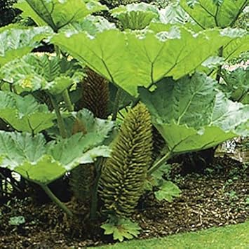 Giant Gunnera Manicata Flower seeds for Planting - Long Bloom Season, Heirloom & GMO Free Seeds for Home Garden
Sale seeds for home garden