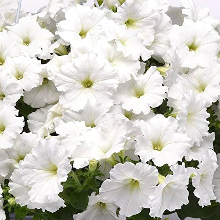 Petunia Wave White Flower Seeds for Planting Perfect for Vibrant Gardens