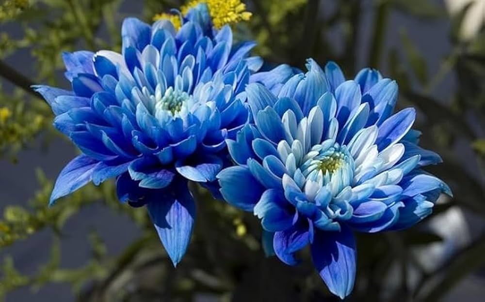 Purple Blue Chrysanthemum Flower seeds for Planting - Compact Growth, Heirloom & GMO Free Seeds for Home Garden