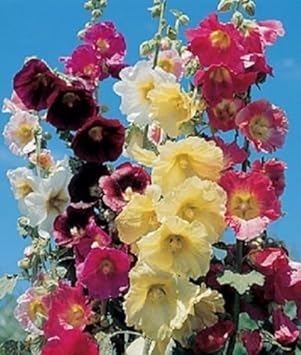 Mixed Danish Hollyhock Flower seeds blooming in flower beds, containers, borders, and pollinator-friendly gardens