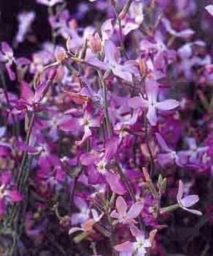 Lavender-Scented Evening Stock Seed for Plantings for Planting for Fragrant Night-Blooming Flowers Heirloom Non-GMO Seed