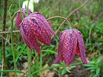 Pink Fritillaria Flower seeds blooming in flower beds, containers, borders, and pollinator-friendly gardens