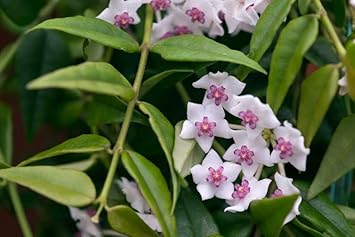Multi Carnosa Flower Seeds – Sun Loving Heirloom NonGMO Seeds for Home Garden
Sale for planting in home garden