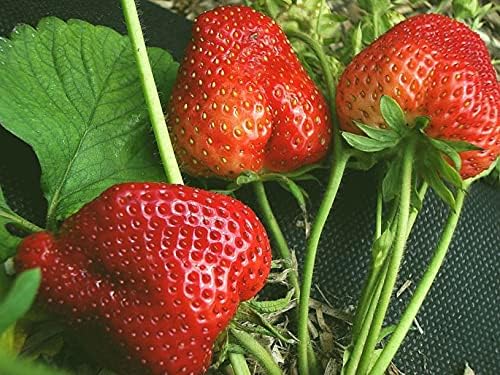 Super Giant Strawberry Seeds for Extra-Large, Sweet Strawberries