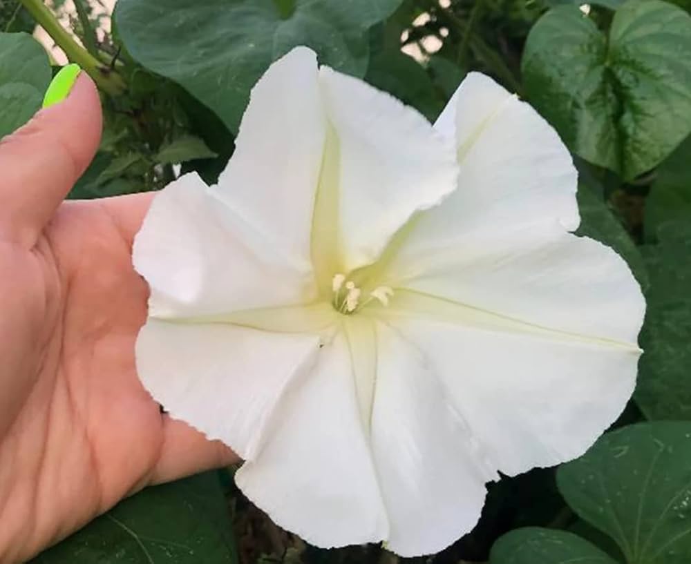 Browallia Cascade Snow Seeds for Planting Moon Garden Beds