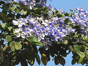 Blue Lignum Vitae Flower seeds for Planting - Wildflower Mix, Heirloom & GMO Free Seeds for Home Garden
Sale seeds for home garden