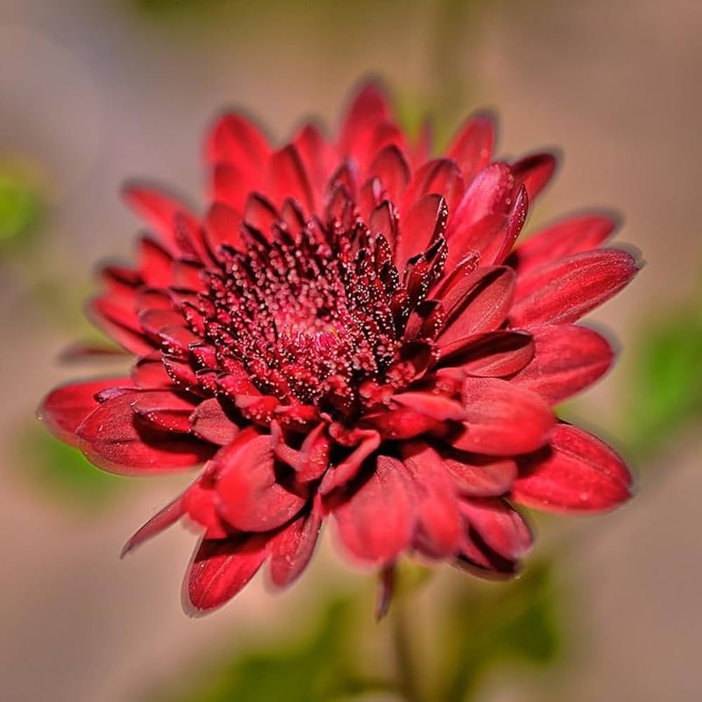 Red Chrysanthemum Morifolium for planting in flower bed