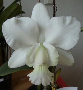 White Cattleya Flower seeds for Planting - Fragrant Blossoms, Heirloom & GMO Free Seeds for Home Garden
Sale for planting in home garden.