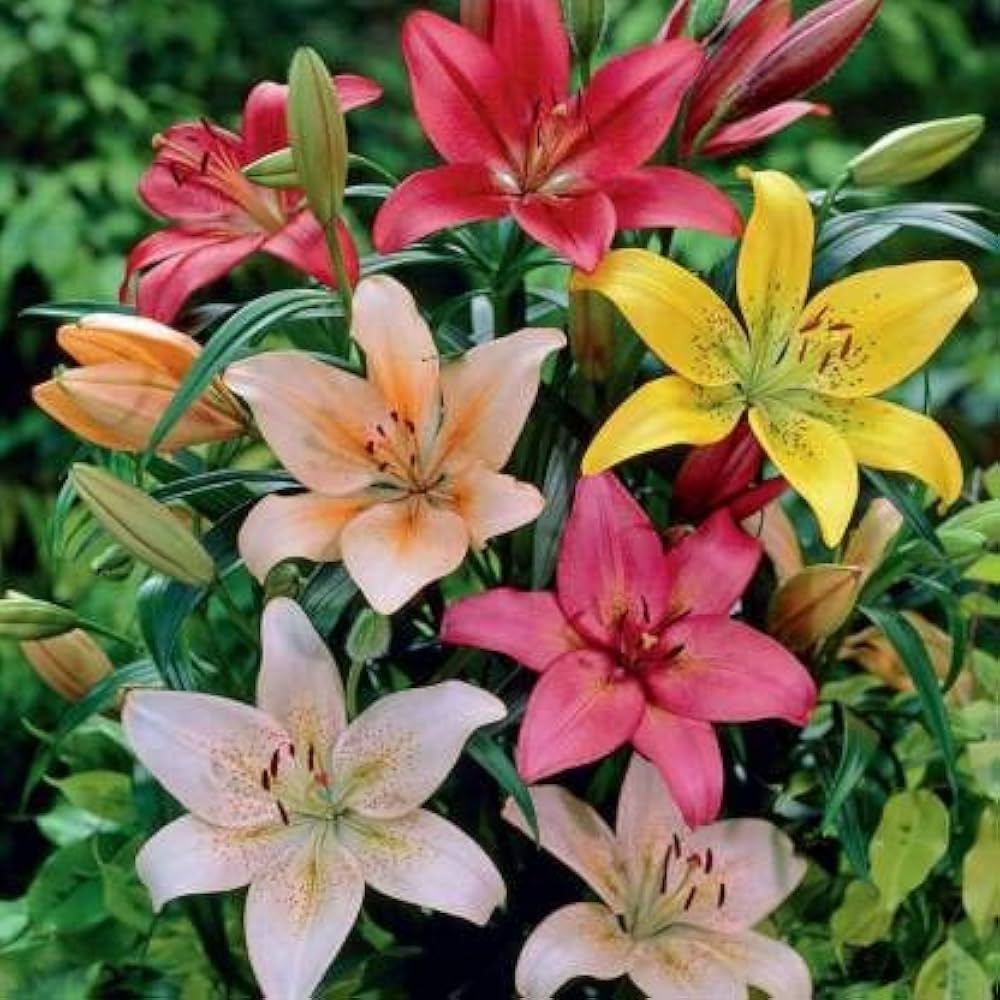 Lluvia Flower seeds for Planting - Cut Flower Favorite, Heirloom & GMO Free Seeds for Home Garden