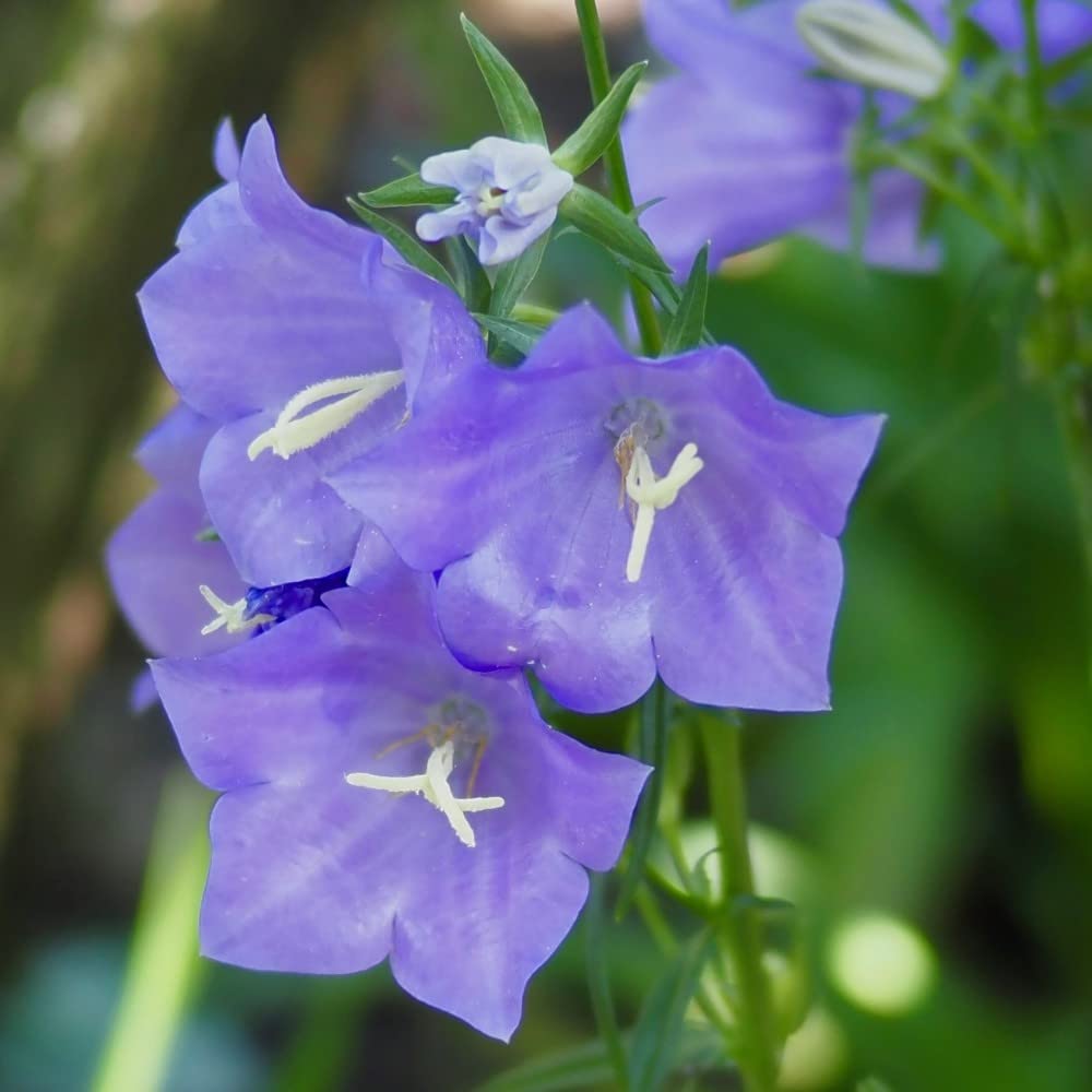 Bellflower Seeds for Planting Campanula medium for flower beds and cottage gardens