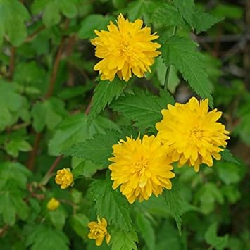 Yellow Kerria Japonica Flower seeds for Planting - Low Maintenance, Heirloom & GMO Free Seeds for Home Garden
Sale seeds for planting in home garden