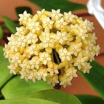 Yellow Carnosa Flower seeds for Planting Sun Loving Heirloom & GMO Free Seeds for Home Garden
Sale for planting in home garden