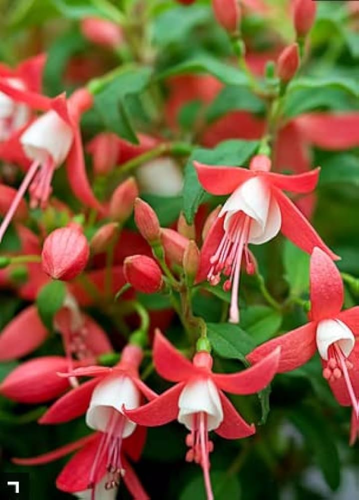 Double Petal Fuchsia Seeds for Planting Fuchsia hybrida for balcony pots and home garden