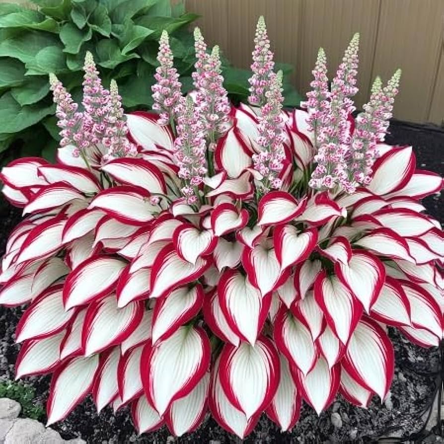 Hosta spp. Seeds for Planting - Ideal for Shade Garden & Flower Bed