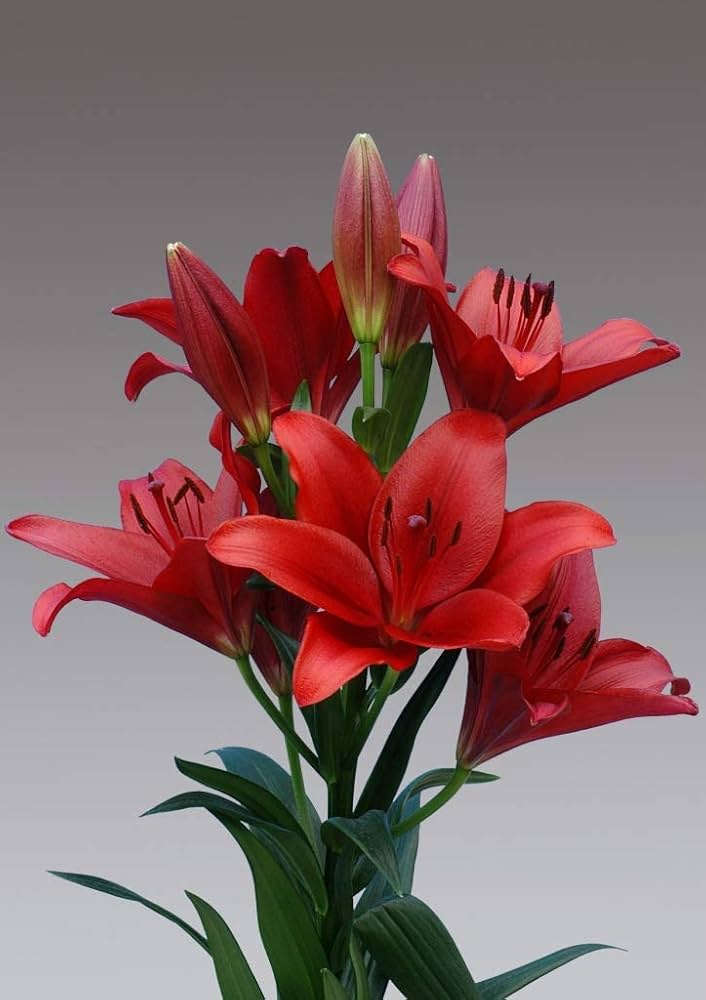 Lilium Pumilum Red Lily Seeds for Planting Balcony Garden Containers