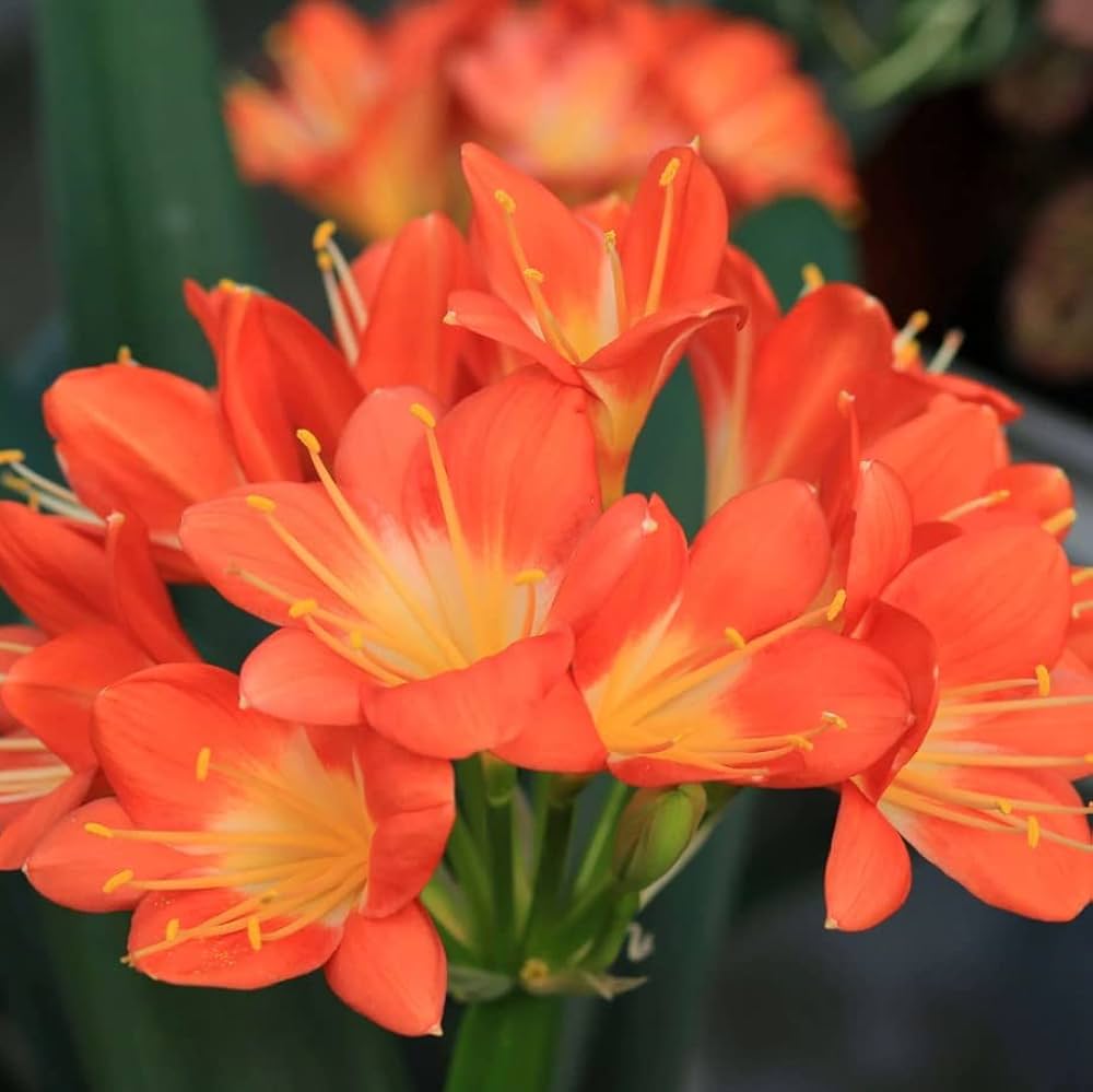 Clivia Lily Seeds for Planting Clivia miniata for shaded beds and patios