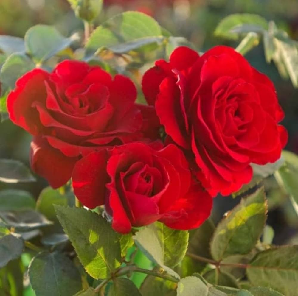 Red Holland Rose Flower Seeds for Planting Heirloom NonGMO Seeds for Beautiful Blooms Easy to Grow
Sale