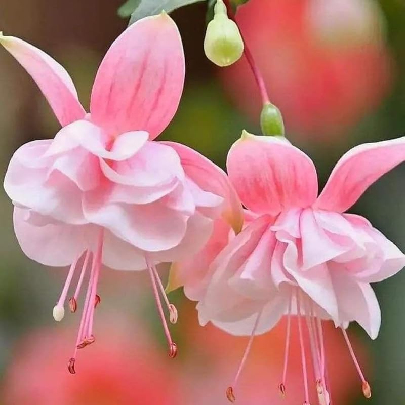 Baby Pink Double Petals Fuchsia Flower Seeds for Planting Long Bloom Season Heirloom & GMO Free Seeds for Home Garden
Sale
