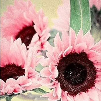 Bright Pink SunFlower seeds for Planting - Long Bloom Season, Heirloom & GMO Free Seeds for Home Gardens
Sale seeds for home garden