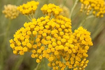 Heirloom Immortelle Flower seeds blooming in flower beds, containers, borders, and pollinator-friendly gardens