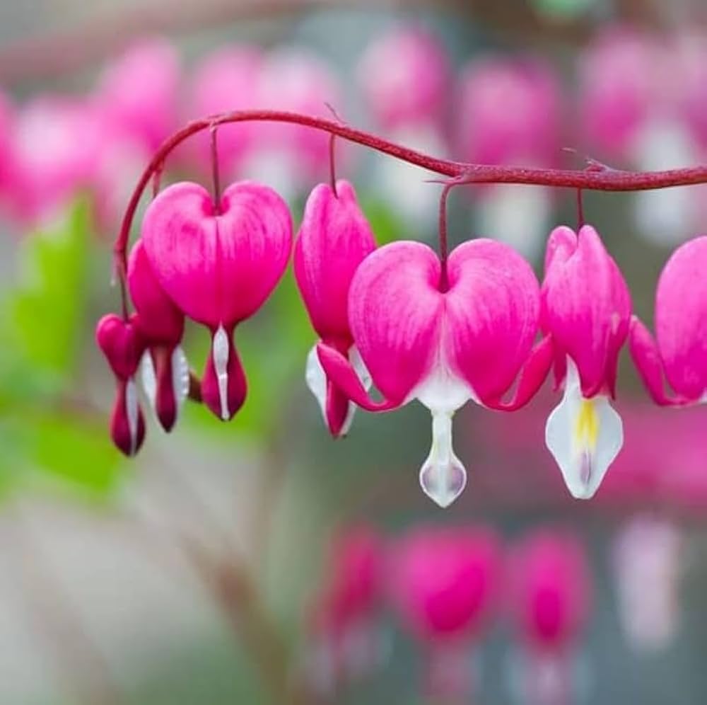 MultiColor Heart Flower Seeds for Planting Shade Tolerant Heirloom & GMO Free Seeds for Home Garden
Sale