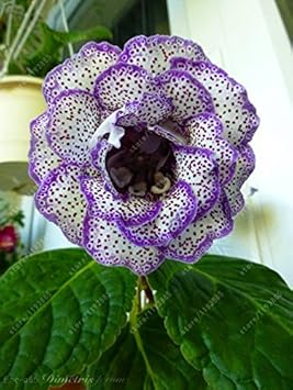 Light Green Phalaenopsis Orchid Flower Seeds for Planting Cut Flower Favorite Heirloom & GMO Free Seeds for Home Garden
Sale for planting in home garden