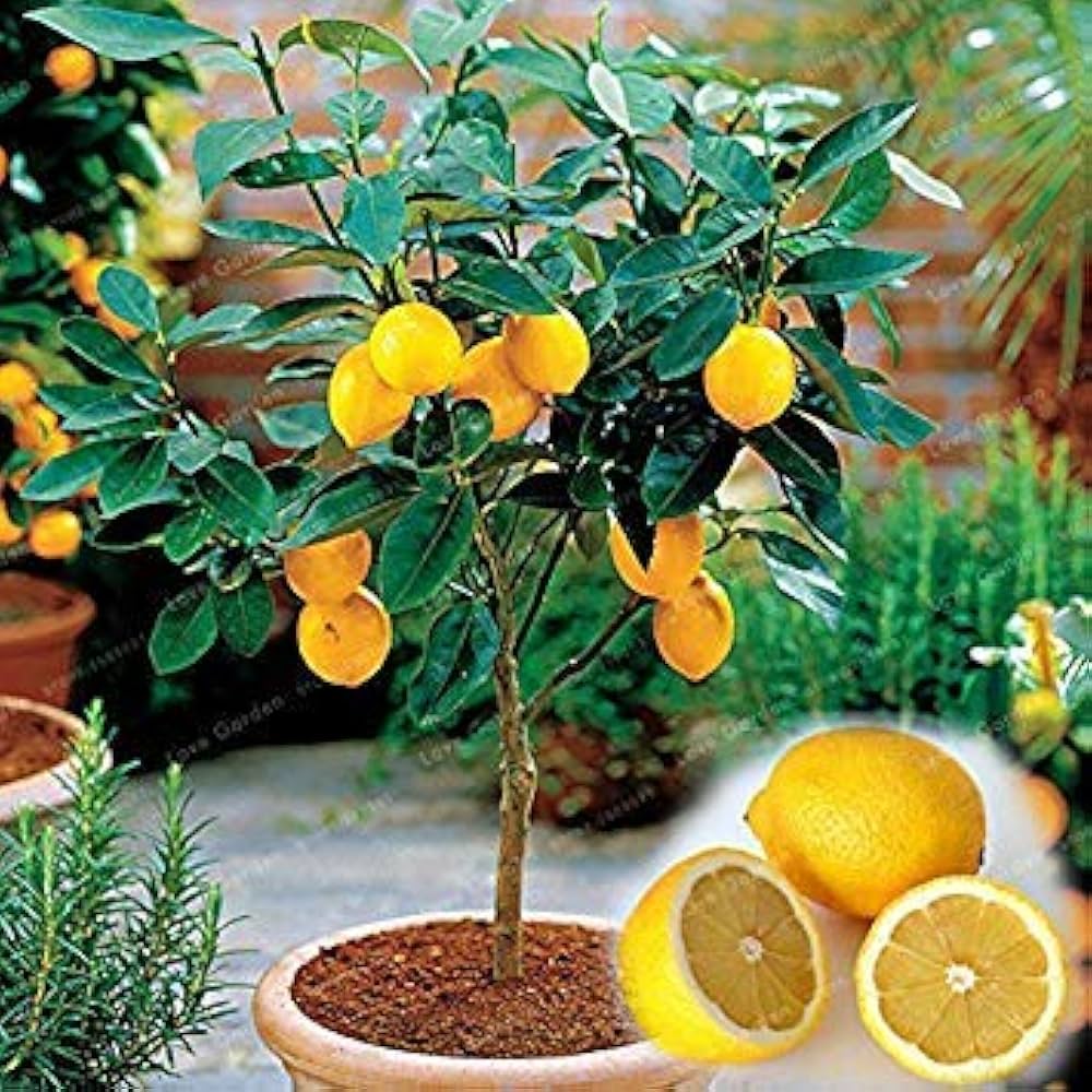 Lemon Tree Seeds with Hermetic Packaging for Planting tree garden