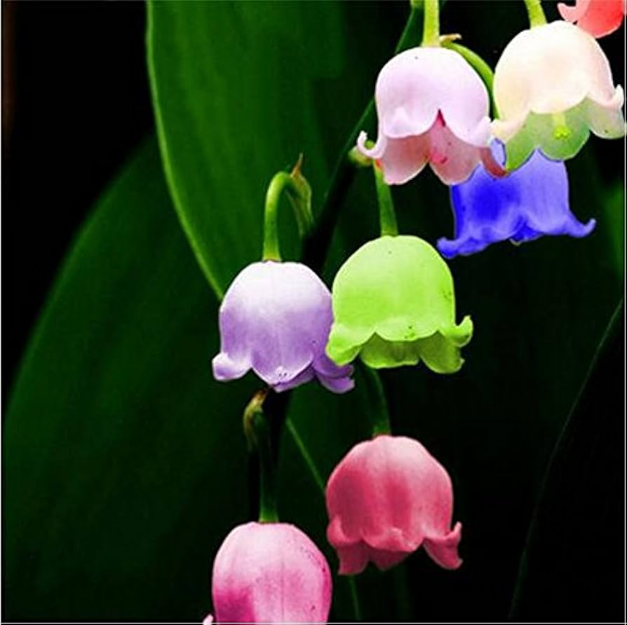 Mixed Bell Orchid Flower seeds blooming in flower beds, containers, borders, and pollinator-friendly gardens