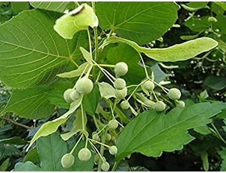 American Basswood Tree Seeds for Planting - Long Bloom Season, Heirloom & GMO Free Seeds for Home Garden
Sale seeds for home garden