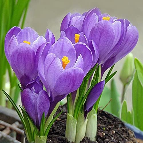 Mixed Colors Crocus Flower seeds for Planting - Shade Tolerant, Heirloom & GMO Free Seeds for Home Garden