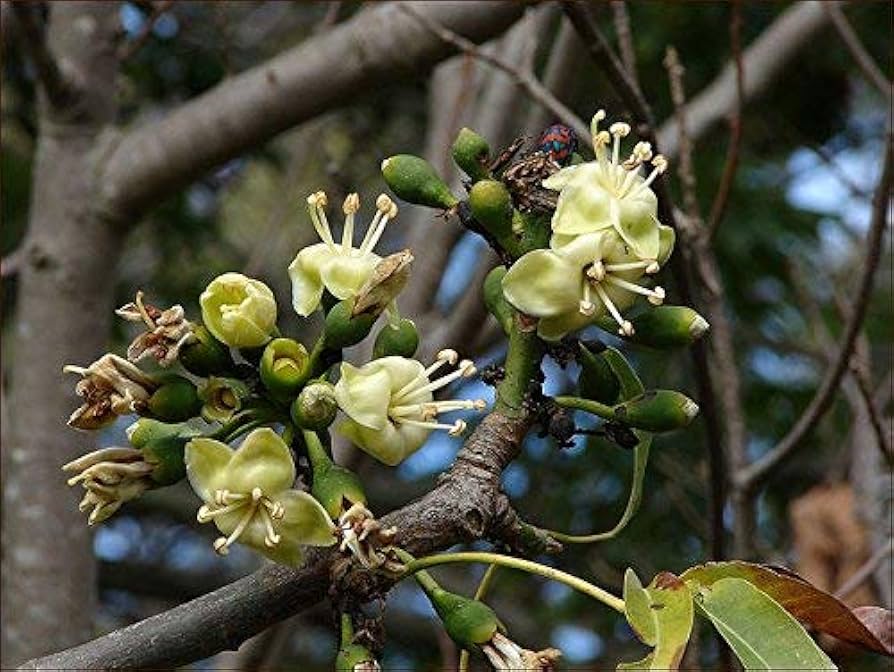 Green Ceiba Pentandra Flower seeds for Planting - Perfect for Borders, Heirloom & GMO Free Seeds for Home Garden Sale
