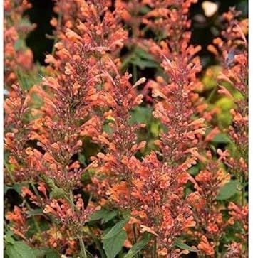 Orange Agastache Navajo Flower seeds blooming in flower beds, containers, borders, and pollinator-friendly gardens