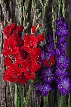 Green Phalaenopsis Flower Seeds for Planting Sun Loving Heirloom & GMO Free Seeds for Home Garden
Sale for planting in home garden
