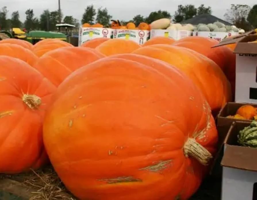 Howden Biggie Pumpkin Cucurbita pepo Seeds for Planting in Vegetable Patch