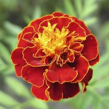 Multi-Colored Marigold Flower seeds blooming in flower beds, containers, borders, and pollinator-friendly gardens