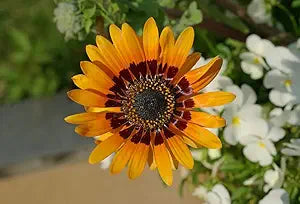 Orange Prince Venidium Seeds for Bold Orange Flowers
