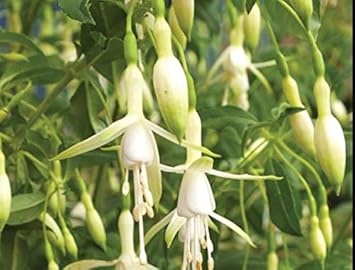 Green White Fuchsia Seeds for Planting, Heirloom Non-GMO Flowers for Home Garden
Sale seeds for home garden