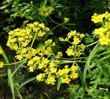Yellow Thorowax Flower seeds for Planting - Cottage Garden Essential, Heirloom & GMO Free Seeds for Home Garden
Sale for planting in home garden.