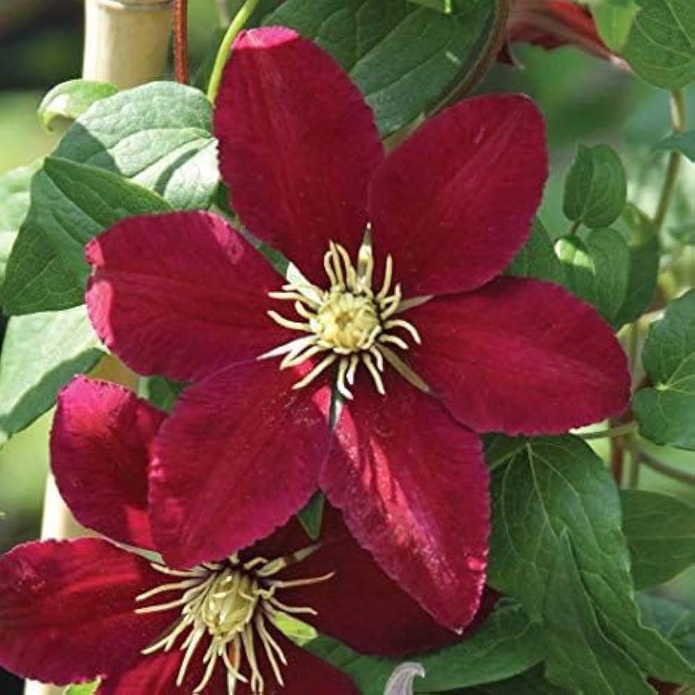 Maroon Clematis Flower seeds for Planting Hardy Variety Heirloom & GMO Free Seeds for Home Garden
Sale