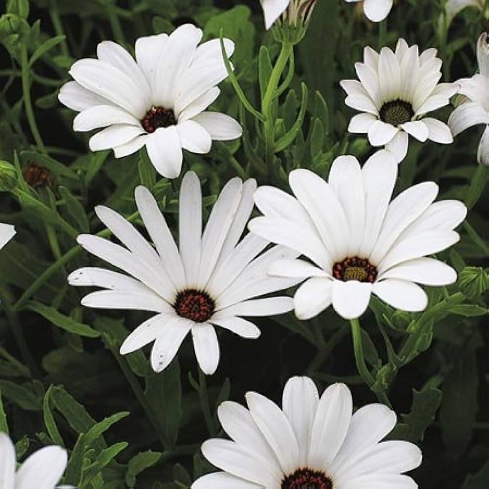 White African Daisy Seeds for Bright, Long-Blooming Flowers
