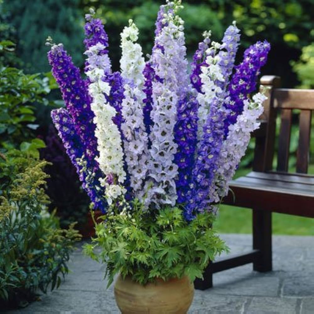Mixed Verbascum Flower seeds for Planting - Wildflower Mix, Heirloom & GMO Free Seeds for Home Garden