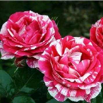 Pink White Stripe Rose Flower seeds blooming in flower beds, containers, borders, and pollinator-friendly gardens