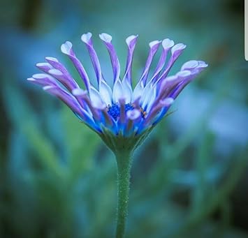 Shrubby Daisy Bush Flower seeds for Planting - Wildflower Mix, Heirloom & GMO Free Seeds for Home Garden
Sale seeds for home garden