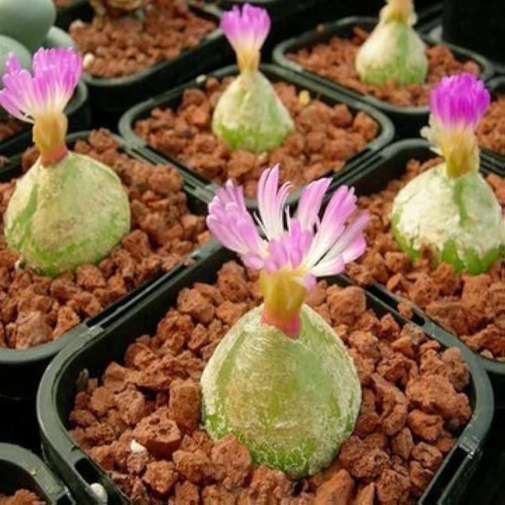 Conophytum Burgeri Succulent Flower seeds for Planting - Easy to Grow, Heirloom & GMO Free Seeds for Home Garden