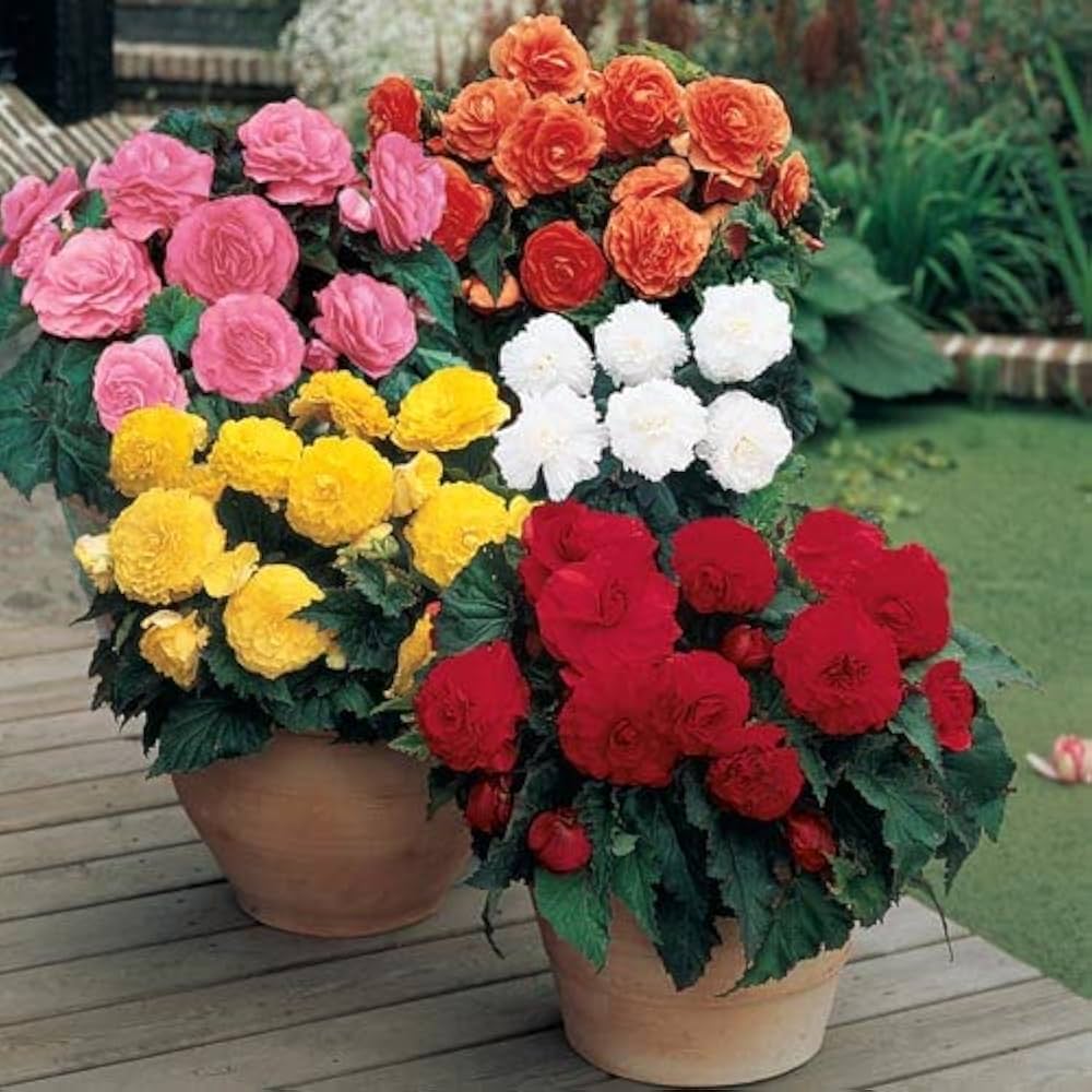 Begonia Begonia spp. Seeds for Planting - Ideal for Flower Bed & Home Garden