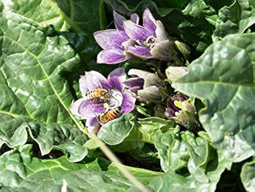 Mandragora Flower seeds for Planting - Sun Loving, Heirloom & GMO Free Seeds for Home Garden
Sale seeds for planting in home garden
