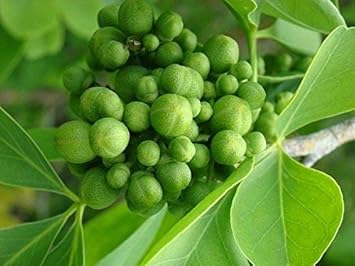 Green Toddalia Flower seeds for Planting - Sun Loving, Heirloom & GMO Free Seeds for Home Garden
Sale for planting in home garden.