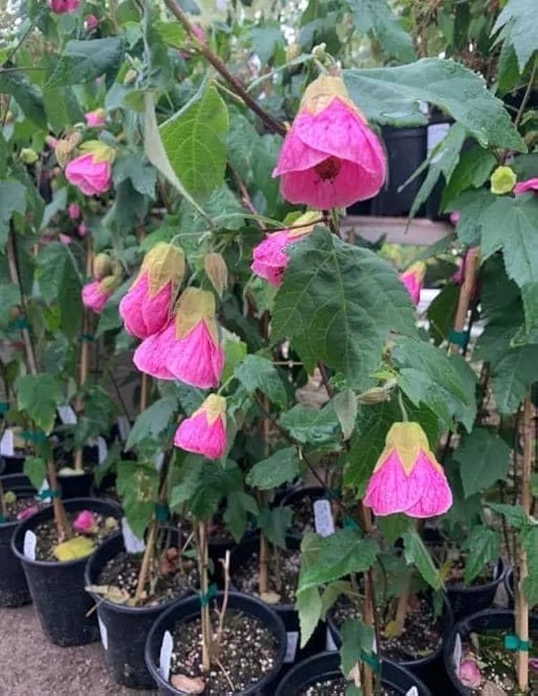 Abutilon Bella Flower seeds for Planting - Hardy Variety, Heirloom & GMO Free Seeds for Home Garden